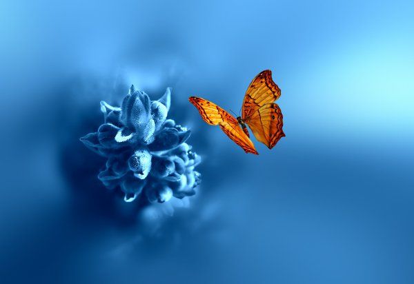 Стих Бабочка читать для детей онлайн из коллекции про животных и насекомых