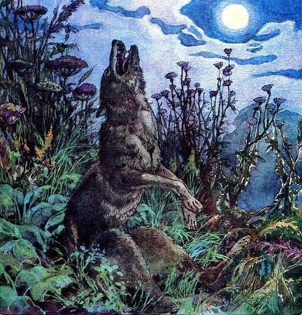 Совсем волк отощал