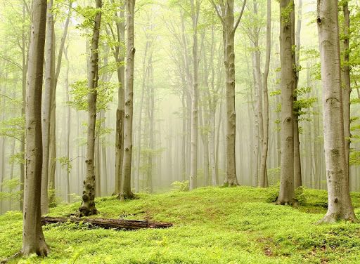 Стих Осина Романа Сефа из коллекции про времена года осень