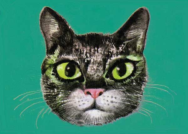 появилась чёрная кошка